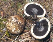 Schenella simplex